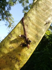 Parachartergus apicalis