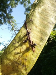 Parachartergus apicalis