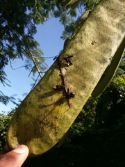 Parachartergus apicalis
