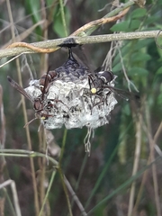 Polistes stigma townsvillensis