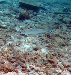 Southern Ladyfish photo 4