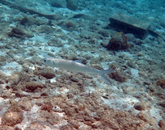 Southern Ladyfish photo 5