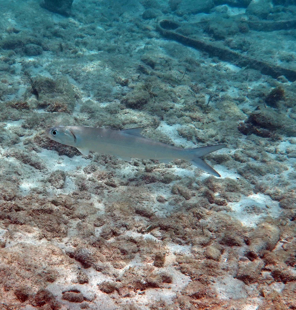 Southern Ladyfish