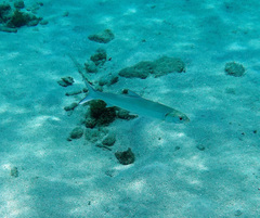 Southern Ladyfish photo 3