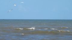 Thalasseus sandvicensis