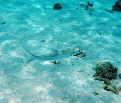 Southern Ladyfish photo 2