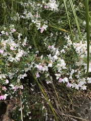 Boronia floribunda