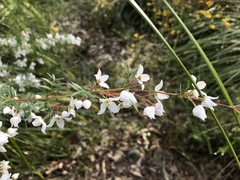 Boronia floribunda