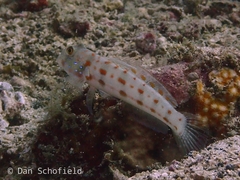 Valenciennea puellaris