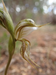 Pterostylis planulata
