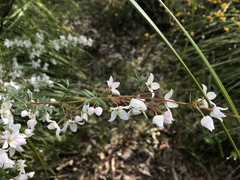 Boronia floribunda