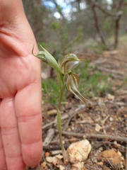 Pterostylis planulata