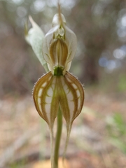 Pterostylis planulata