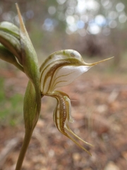 Pterostylis planulata