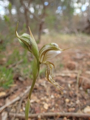 Pterostylis planulata