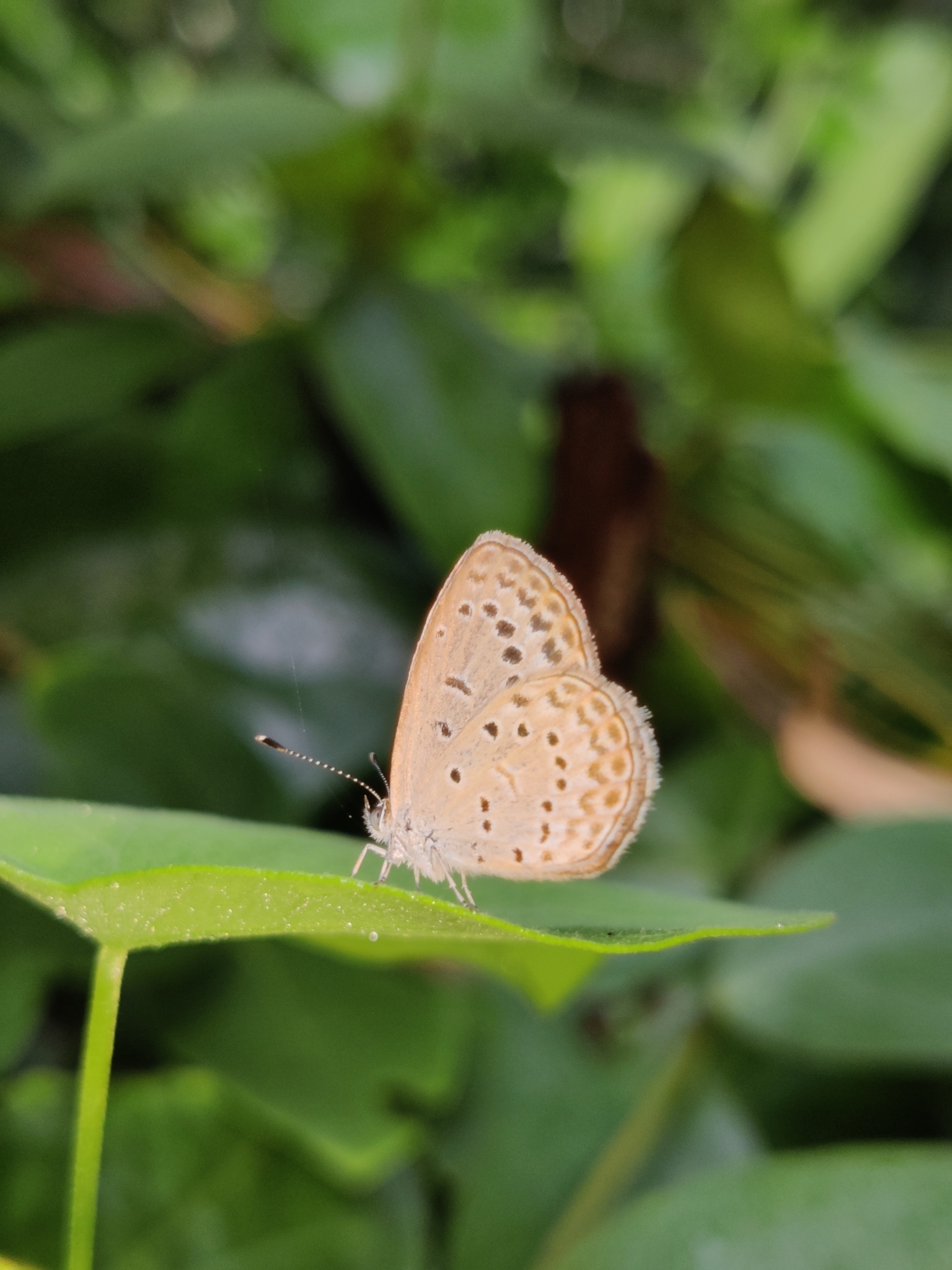 Pale Grass Blue