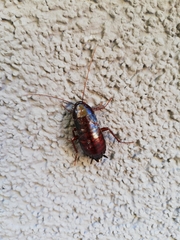 Blatta orientalis