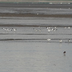 Recurvirostra avosetta