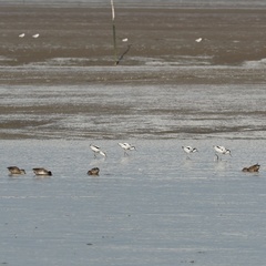 Recurvirostra avosetta