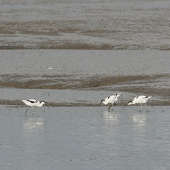 Recurvirostra avosetta