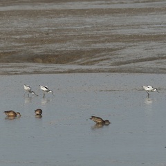 Recurvirostra avosetta