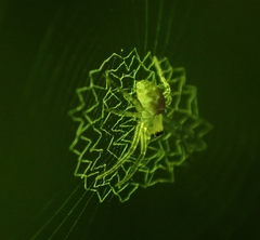 Araneae