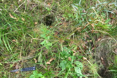 Cyperus orthostachyus