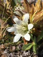 Gentiana newberryi tiogana