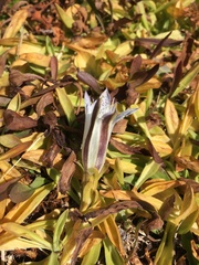 Gentiana newberryi tiogana
