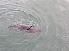 Arctocephalus forsteri