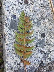 Woodsia oregana