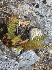 Woodsia oregana
