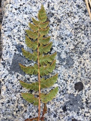 Woodsia oregana