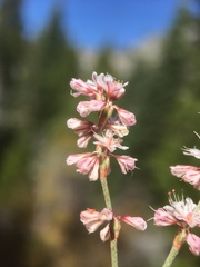 Eriogonum wrightii subscaposum
