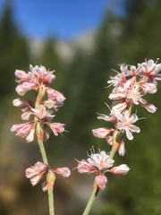 Eriogonum wrightii subscaposum