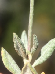 Eriogonum wrightii subscaposum