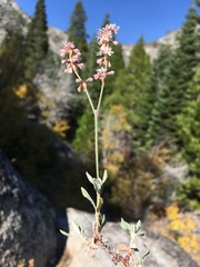 Eriogonum wrightii subscaposum