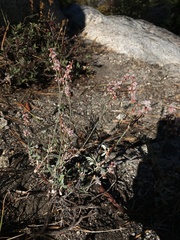Eriogonum wrightii subscaposum