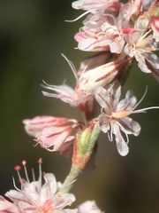 Eriogonum wrightii subscaposum
