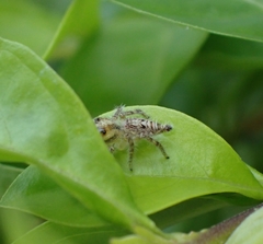 Salticinae