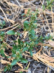 Polygonum minimum