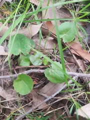 Centella cordifolia