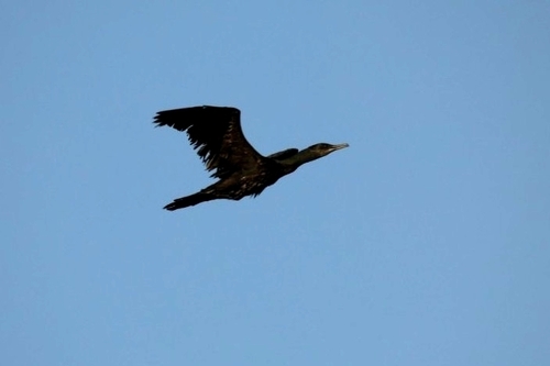 Indian Cormorant