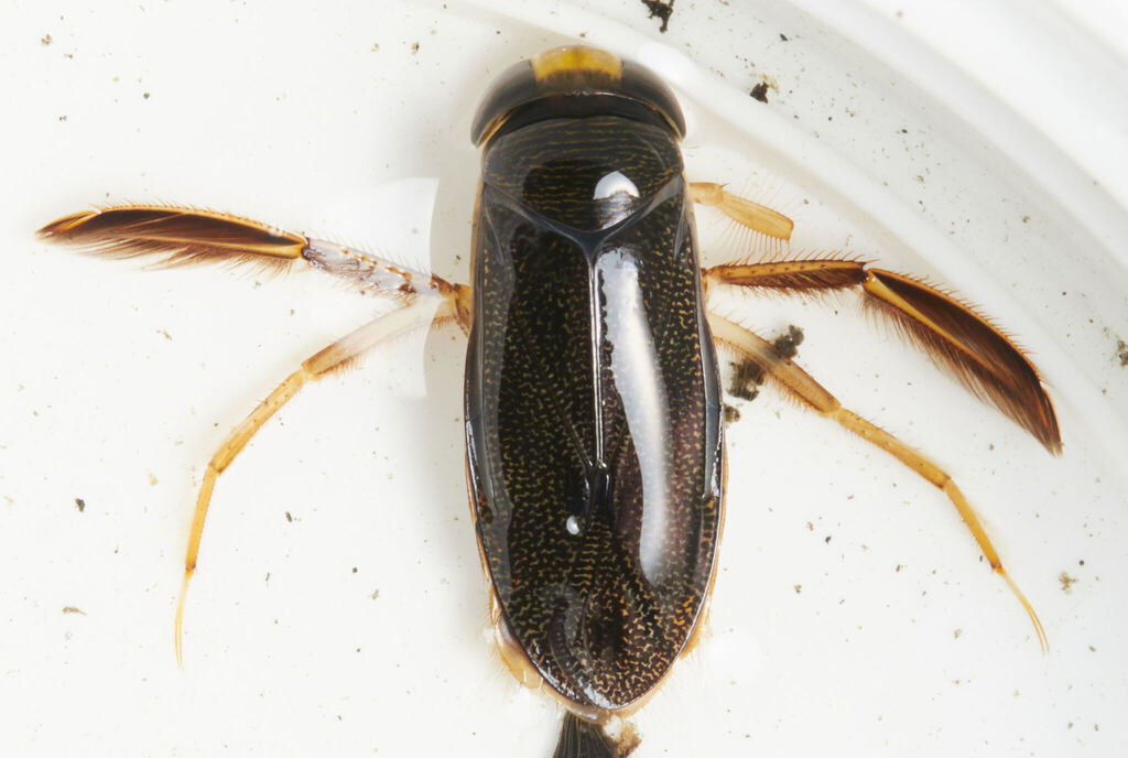 Punctate Corixa