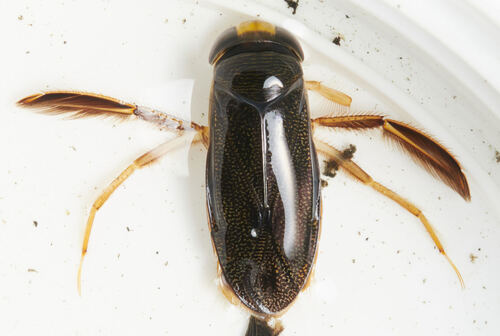 Punctate Corixa
