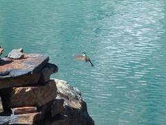 Oreotrochilus estella