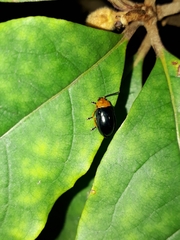 Lamprolina simillima