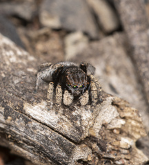Maratus vespertilio