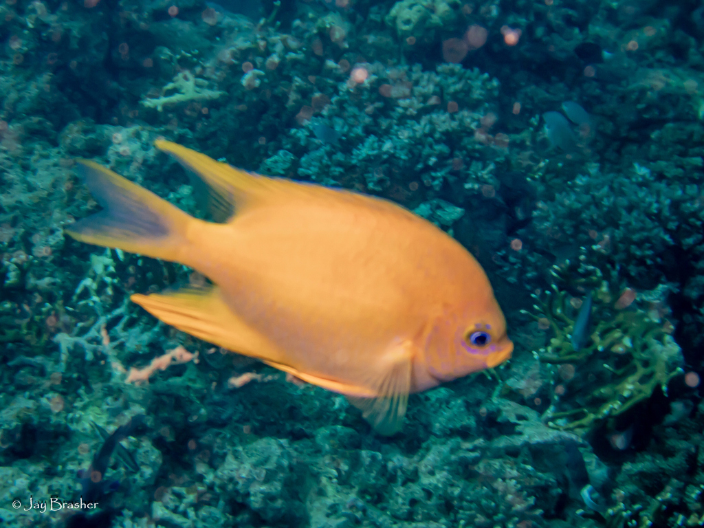 Golden Damsel