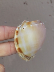 Phalium bandatum